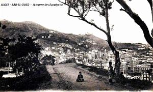 Alger - Bab-el-Oued - A travers les Euclyptus 